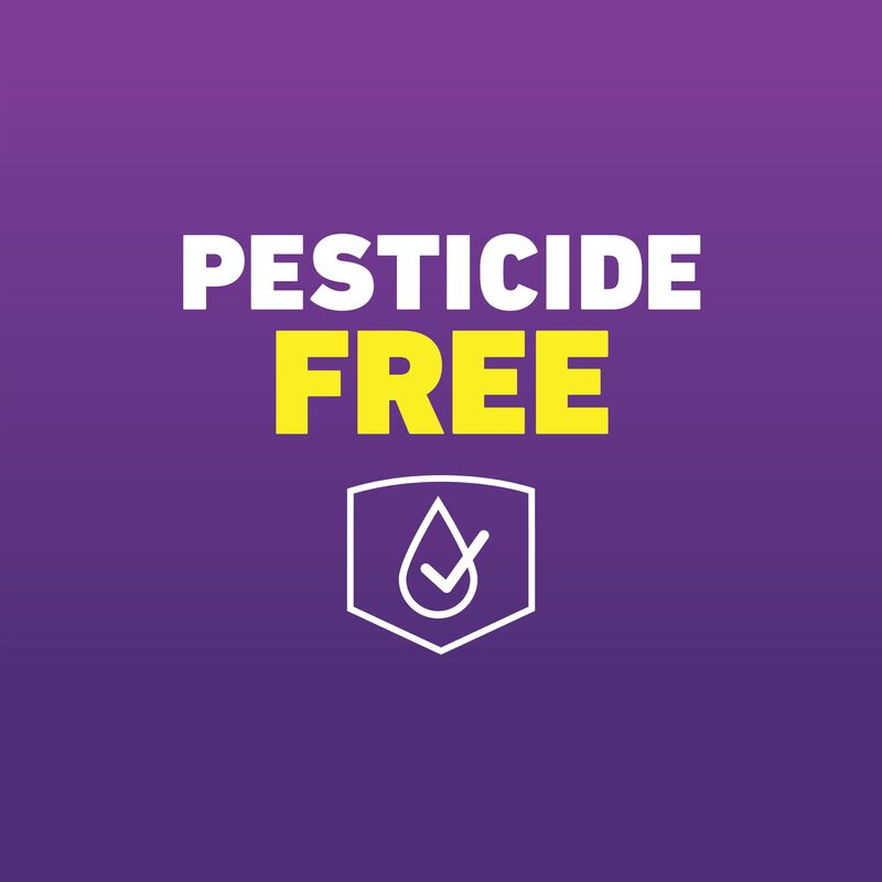 Ortho® Home Defense® MAX® Bed Bug Trap image number null